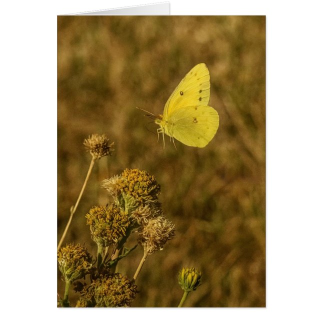 Mariposa Amarilla Flores de Otoño  (Frente)