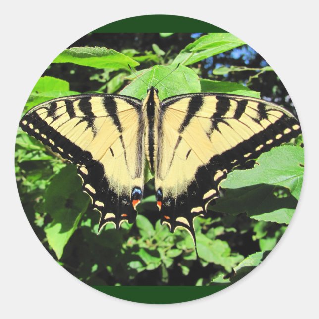 Mariposa amarilla ~ pegatina (Anverso)