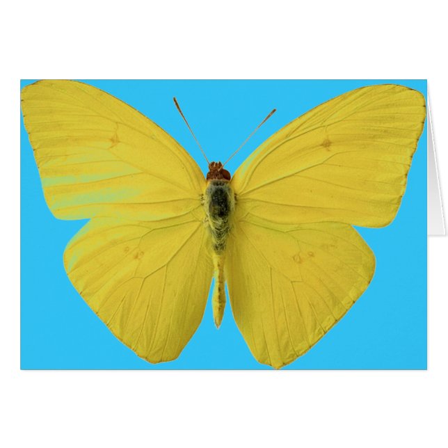 Mariposa amarilla y azul (Anverso (Horizontal))