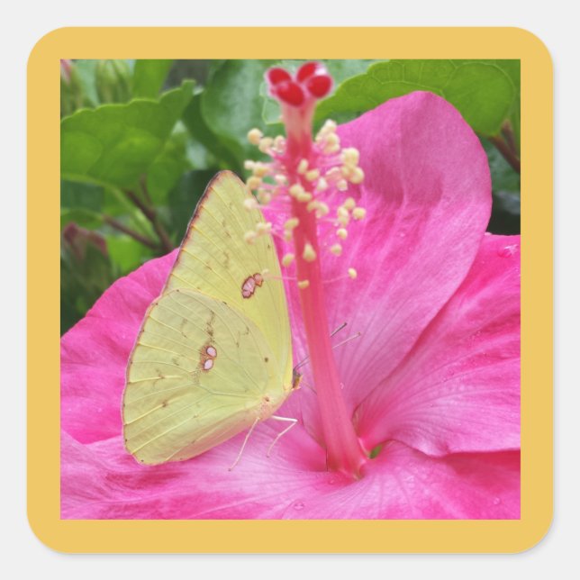 Mariposa amarilla y flor rosa, pegatina cuadrado (Anverso)