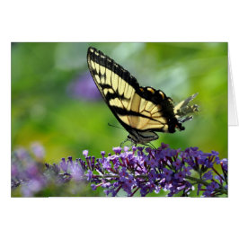 Mariposa amarilla y negra en Lavender