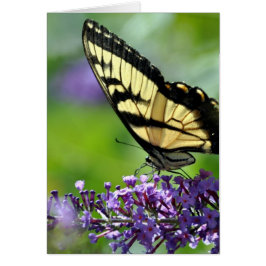 Mariposa amarilla y negra en Lavender