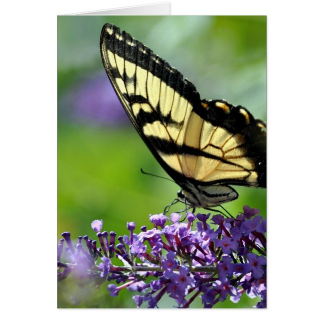 Mariposa amarilla y negra en Lavender (Frente)