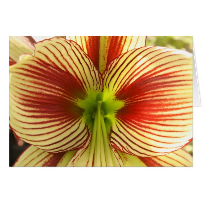 Mariposa Amaryllis (Anverso (Horizontal))