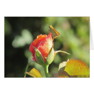 Mariposa ardiente del capitán en capullo de rosa