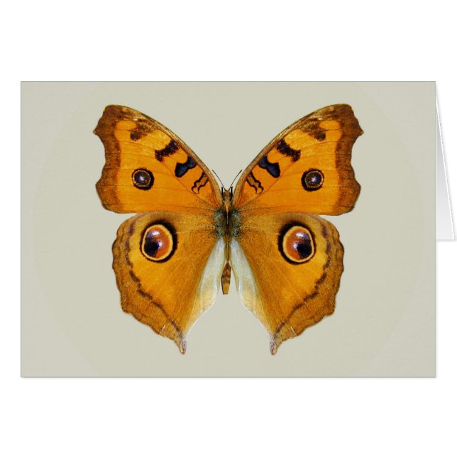 Mariposa Argus de pradera (Anverso (Horizontal))