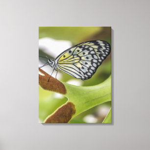 Mariposa arriba cerrar la impresión de lienzo