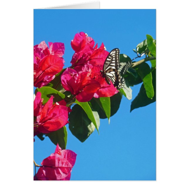 Mariposa asiática de Swallowtail (Frente)