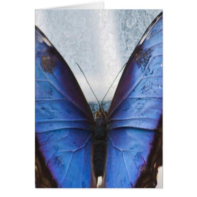 Mariposa azul (Frente)