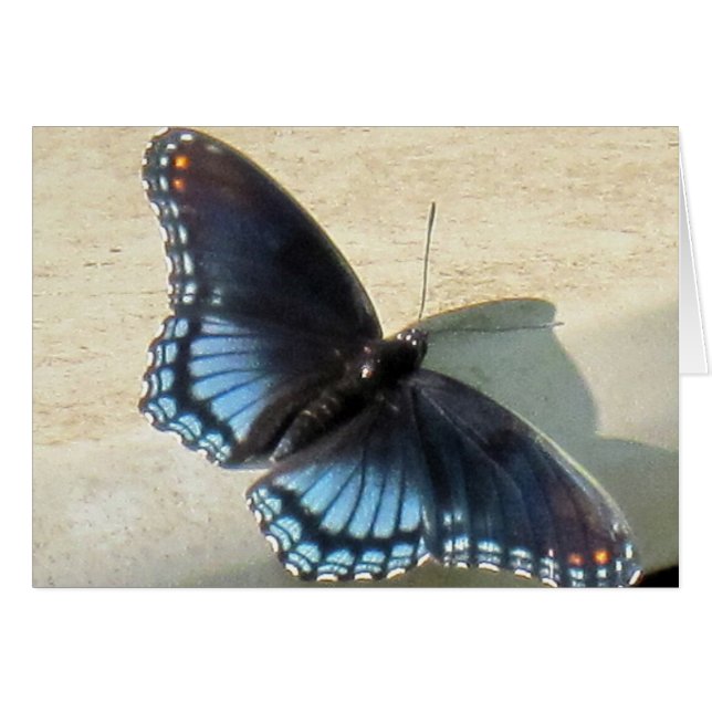 Mariposa azul (Anverso (Horizontal))