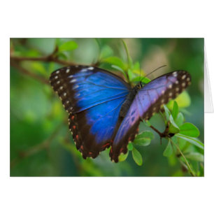 Mariposa azul
