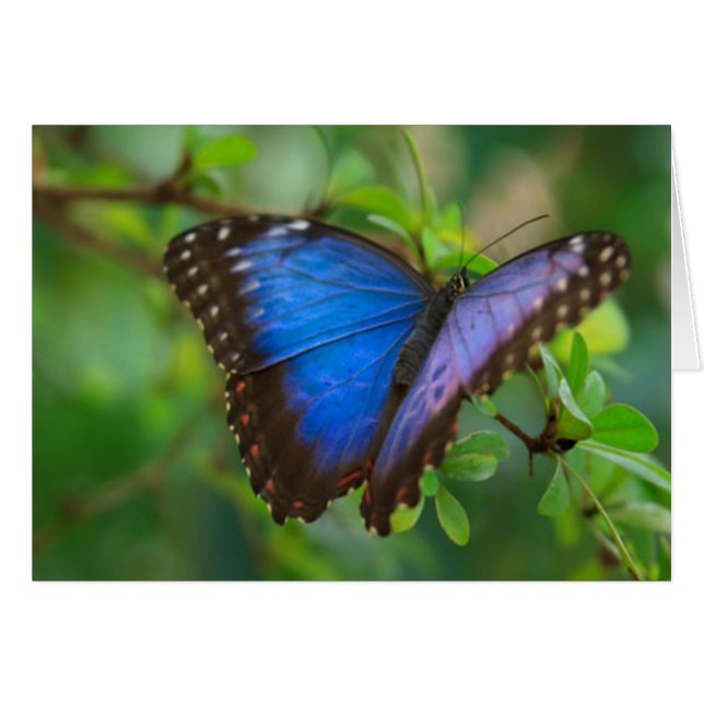 Mariposa azul (Anverso (Horizontal))