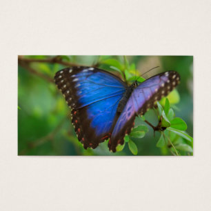 Mariposa azul
