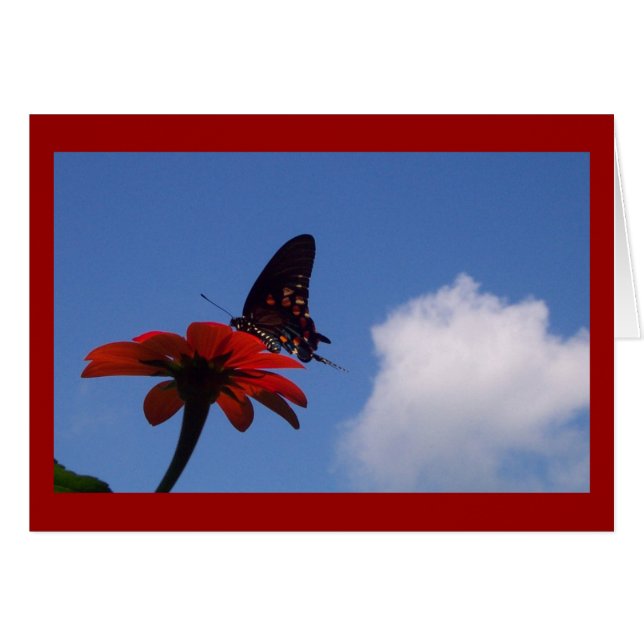 ¡Mariposa azul cielo! (Anverso (Horizontal))