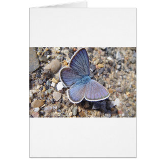 Mariposa azul claro