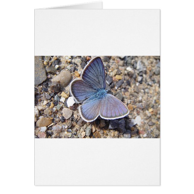 Mariposa azul claro (Frente)