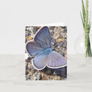 Mariposa azul claro
