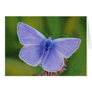 Mariposa azul común