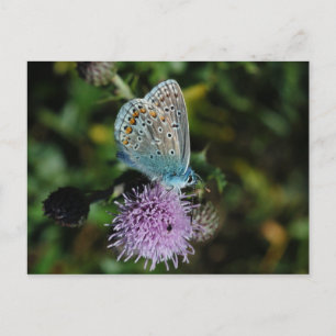 Mariposa azul común en la tarjeta postal del cardo