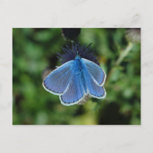 Mariposa azul común en la tarjeta postal del cardo