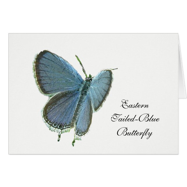 Mariposa azul de cola oriental (Anverso (Horizontal))