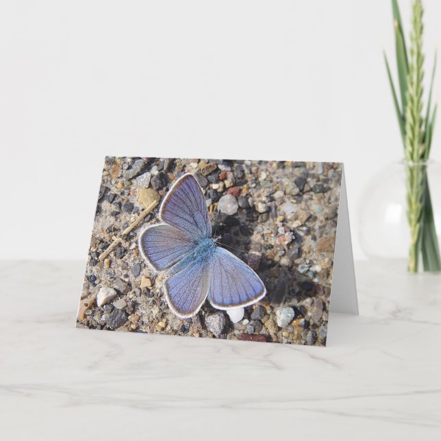 Mariposa azul de la tarjeta de saludo (Bläuling),  (Anverso)