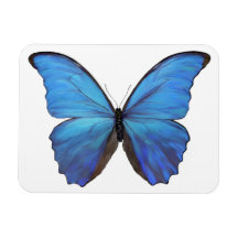 Mariposa azul imán refrigerador