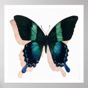 "Mariposa azul" Insectos acuarela Arte