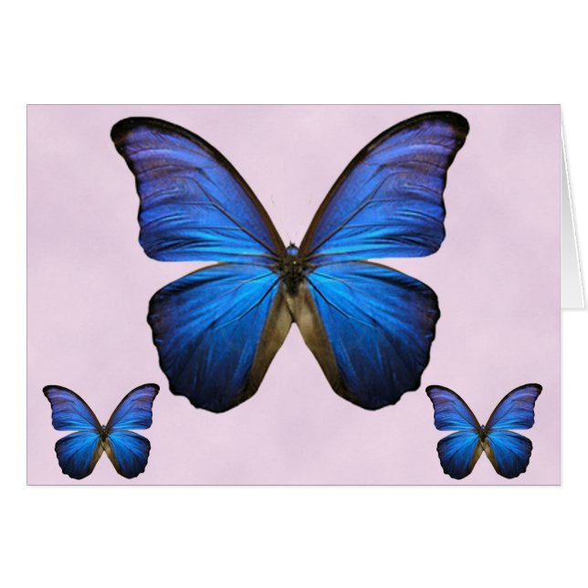 Mariposa azul magnífica de Morpho (Anverso (Horizontal))