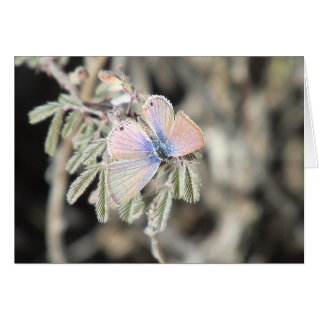 Mariposa azul marina (Anverso (Horizontal))
