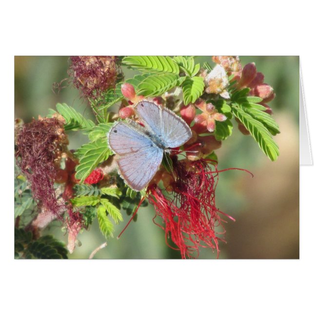 Mariposa azul marina (Anverso (Horizontal))