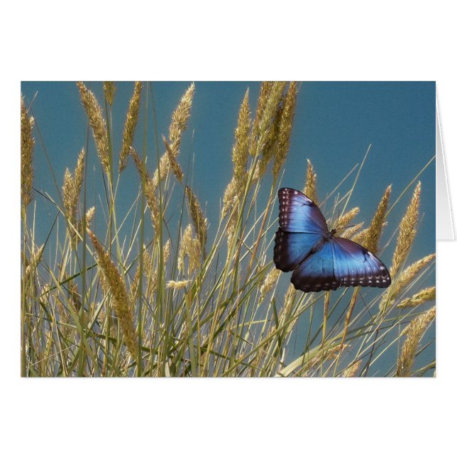 Mariposa azul monarca sobre grano (Anverso (Horizontal))