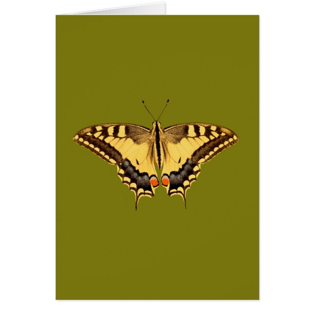 Mariposa bailarina (Frente)