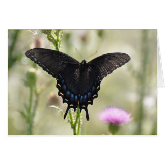 Mariposa Black Swallowtail
