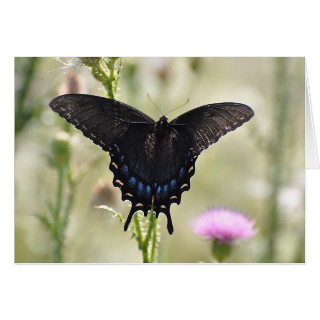 Mariposa Black Swallowtail (Anverso (Horizontal))