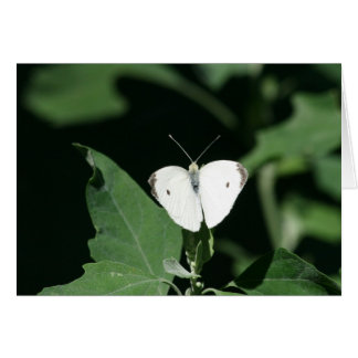 Mariposa blanca