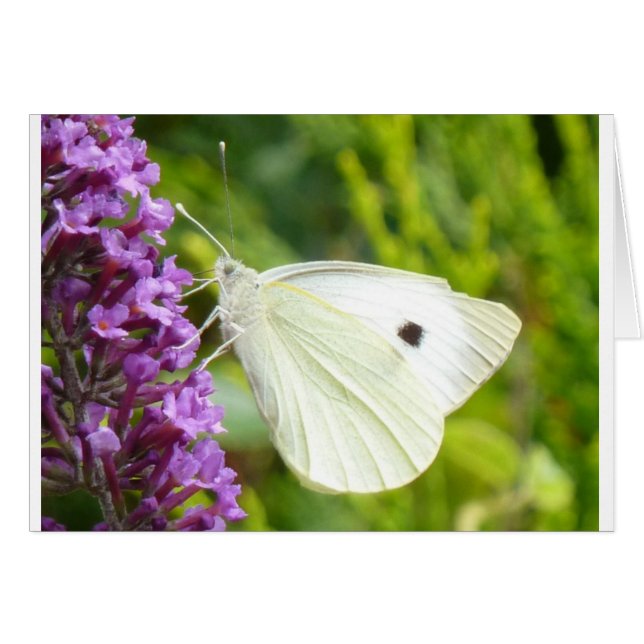 Mariposa blanca 1 (Anverso (Horizontal))