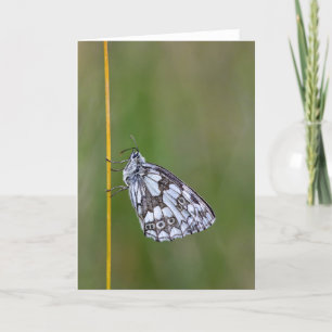Mariposa blanca maraneada - Tarjeta de saludo en b