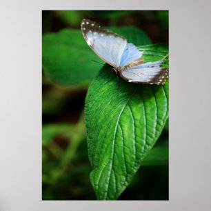Mariposa Blue Morpho 112 Impresión