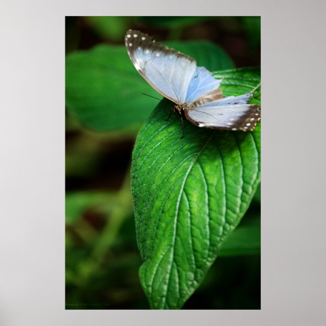 Mariposa Blue Morpho 112 Impresión (Frente)