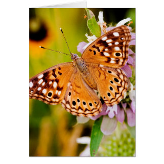 Mariposa bonita