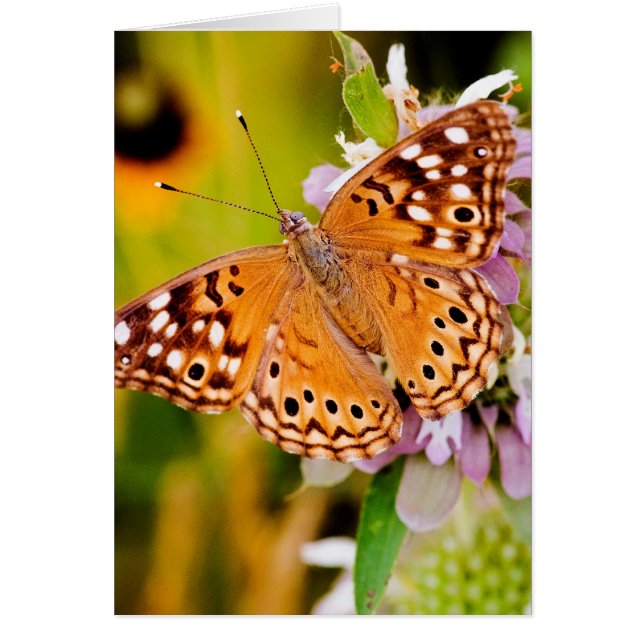 Mariposa bonita (Frente)