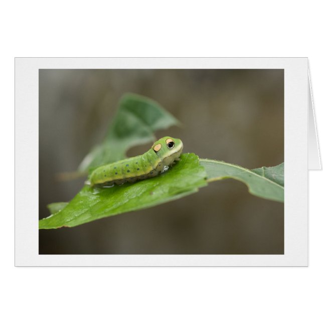 Mariposa Caterpillar Larva (Anverso (Horizontal))