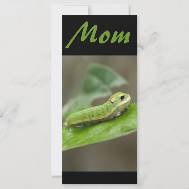 Mariposa Caterpillar Larva (Anverso)