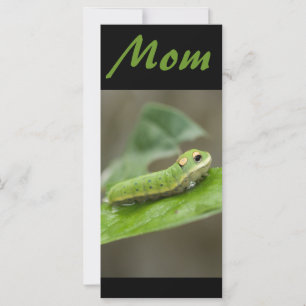 Mariposa Caterpillar Larva