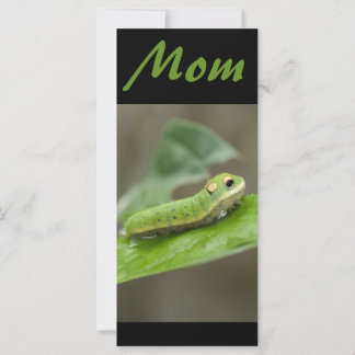 Mariposa Caterpillar Larva