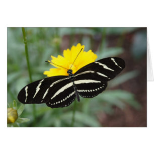 Mariposa cebra