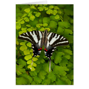 Mariposa cola de golondrina americana