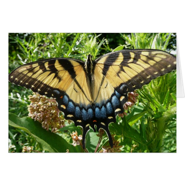 Mariposa cola de golondrina II en Shenandoah (Anverso (Horizontal))