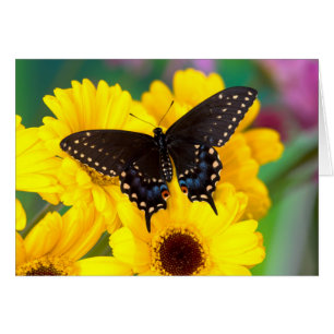 Mariposa cola de golondrina negra